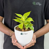 Heart Leaf Lemon Lime + Heart leaf green, with 5.5 Inches White Decor pot